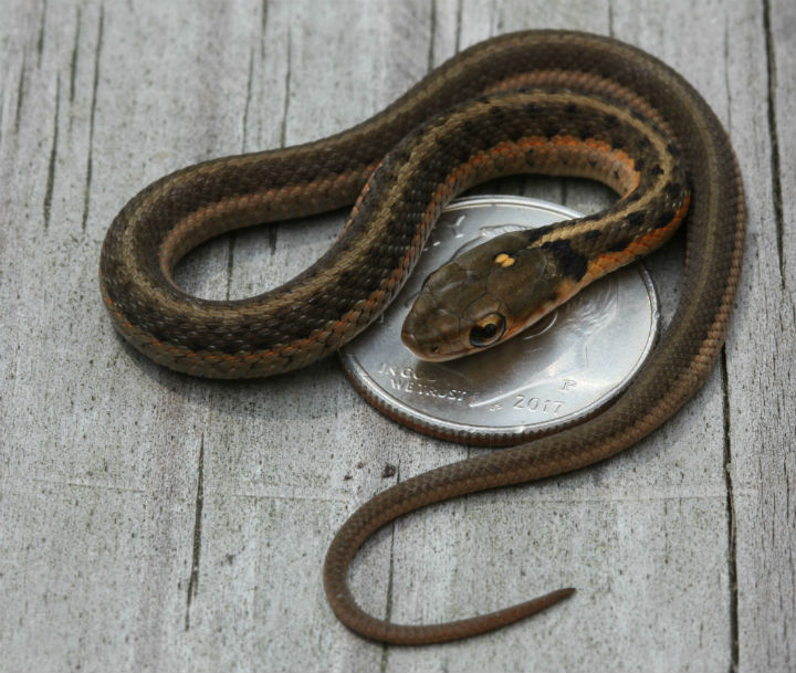 Eastern Garter Snake